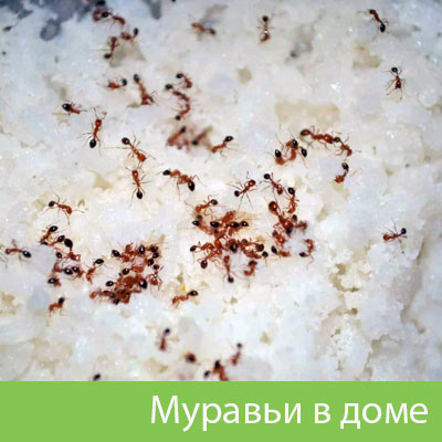 Муравьи в доме в городе 