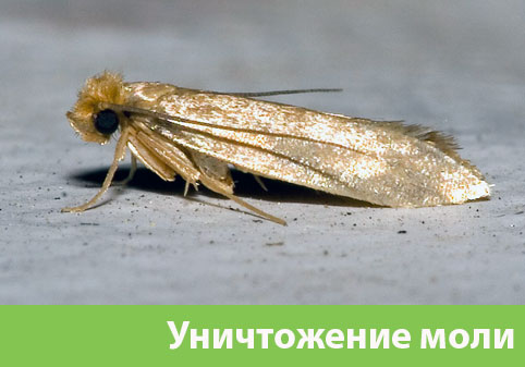 Уничтожение моли в городе  
