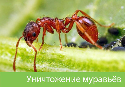 Уничтожение муравьёв в городе 